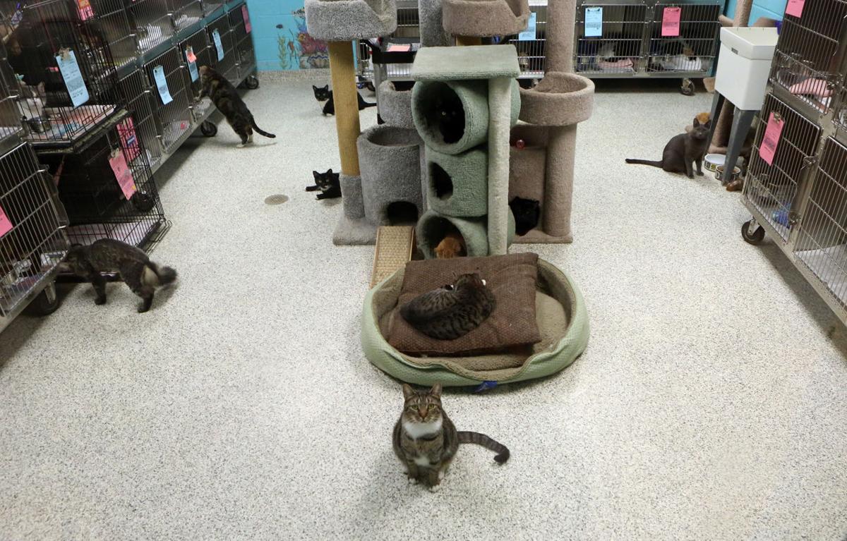 Cape Animal Shelter Charging Towns By The Pet News