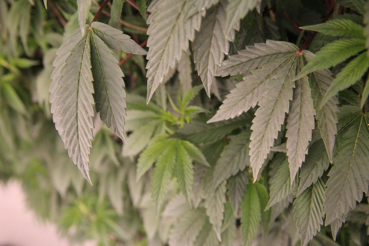 Vertical cannabis grow