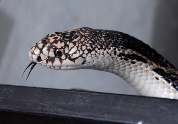 Snake Animal Porn Captions - Too much love harming New Jersey's threatened pine snake