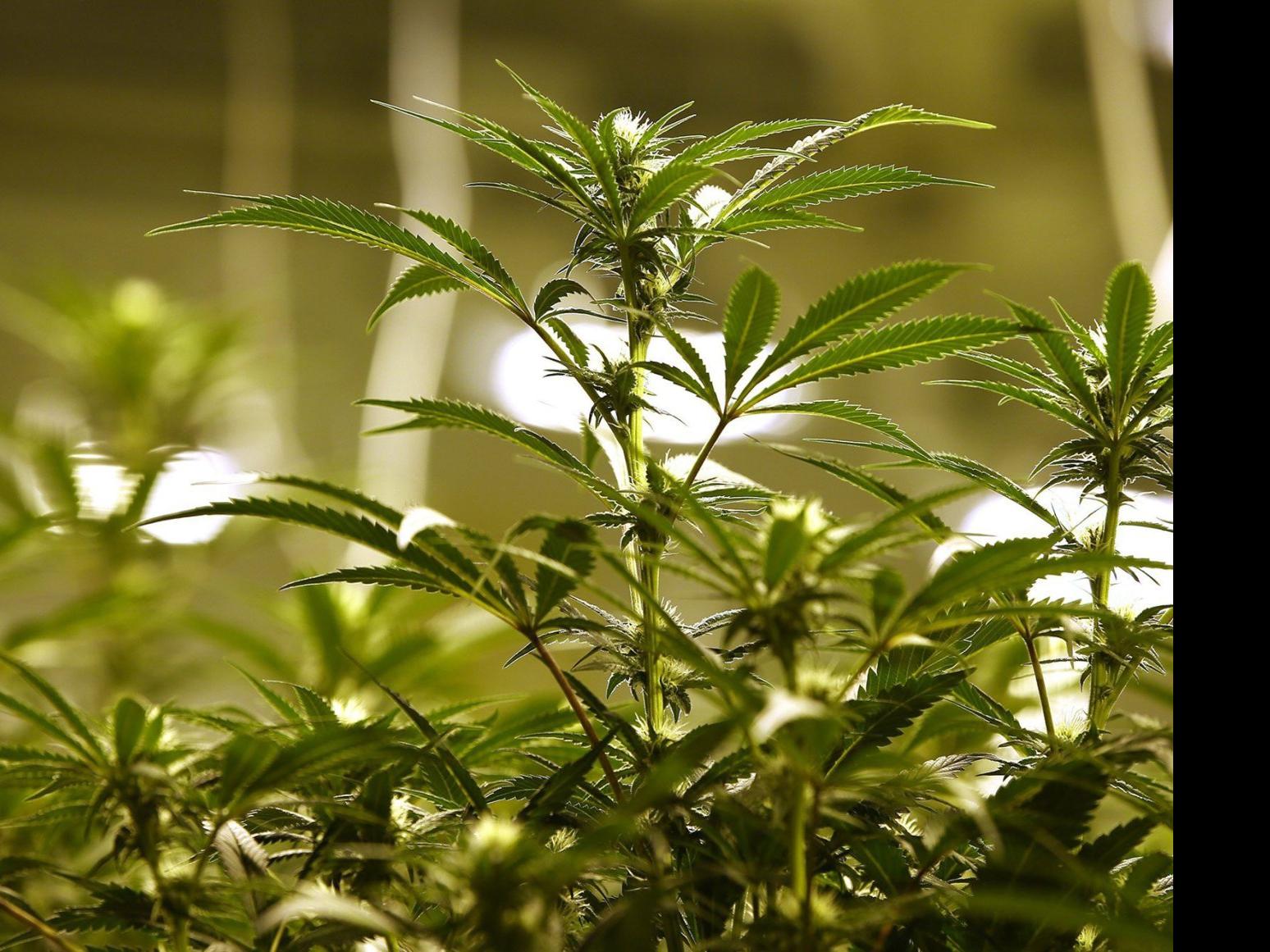 compassionate care foundation egg harbor township new jersey