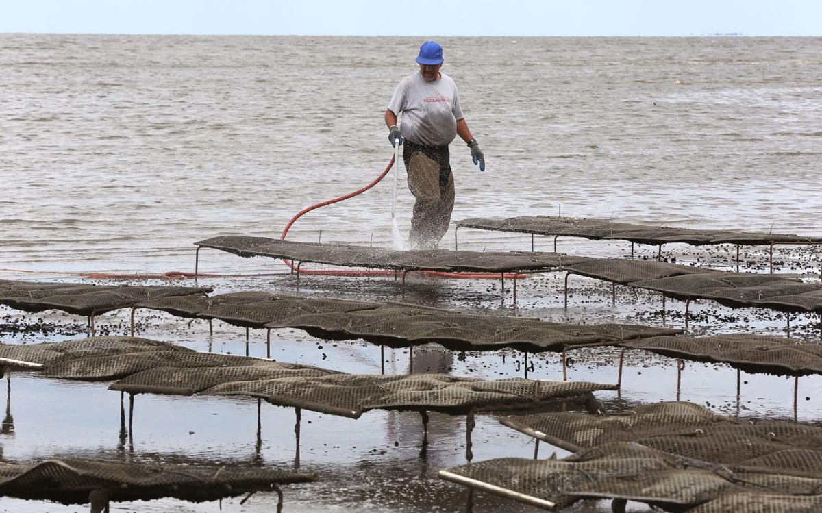 Oyster Farming the Delaware Bay