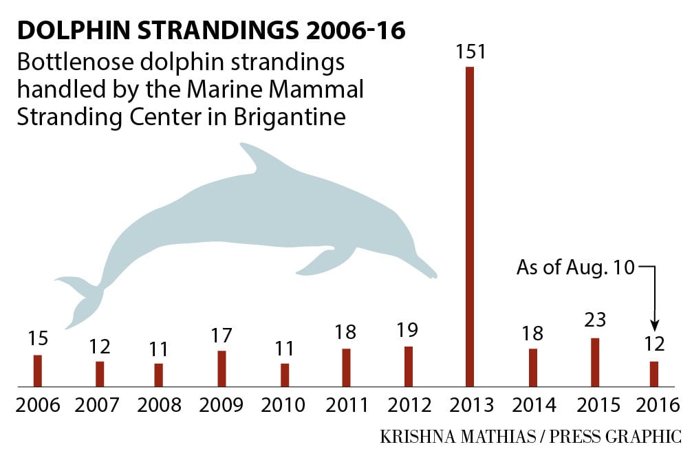 Dolphin Population Chart