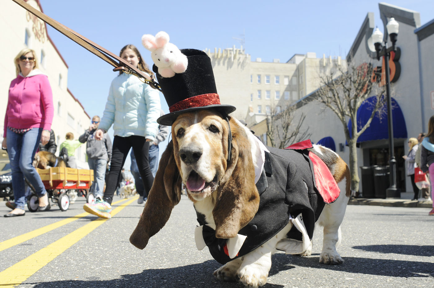 hounds haven basset rescue