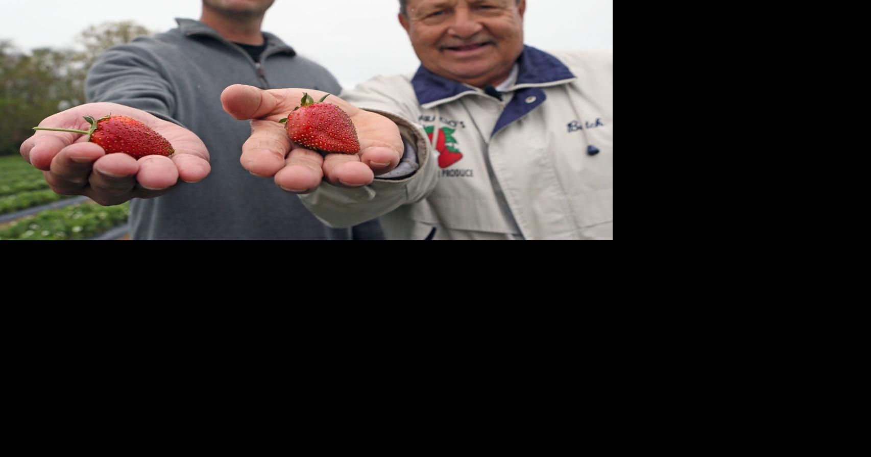 Rutgers Scarlet: The Jersey Strawberry