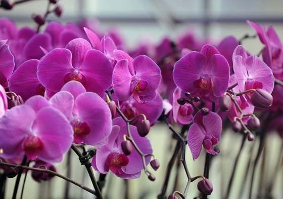 Linwood's Waldor Orchids turns Philadelphia Flower Show into a tropical ...
