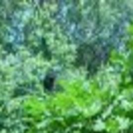 Green Thumbs There Could Be Several Reasons Why Fig Tree Doesn T Produce Fruit Lifestyles Pressofatlanticcity Com