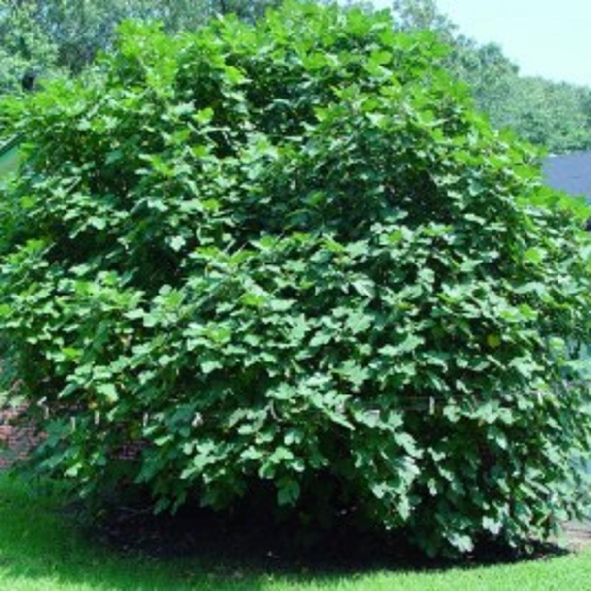 Green Thumbs There Could Be Several Reasons Why Fig Tree Doesn T Produce Fruit Lifestyles Pressofatlanticcity Com