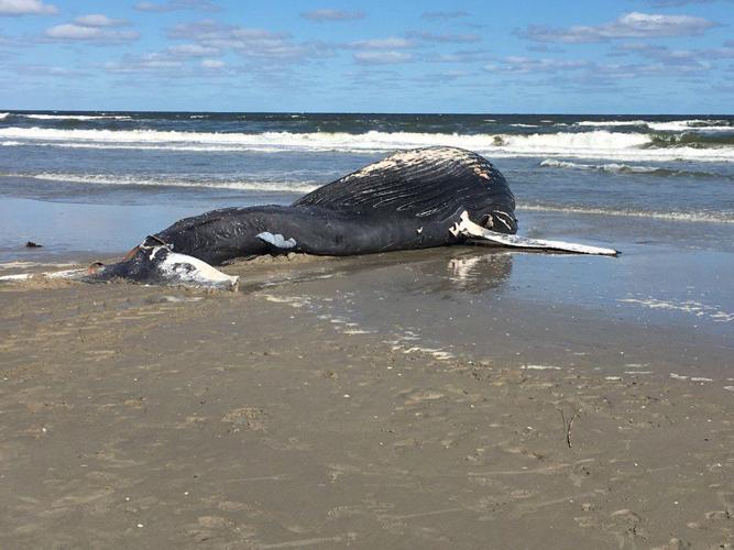 Young humpback whale washes up in Sea Isle City