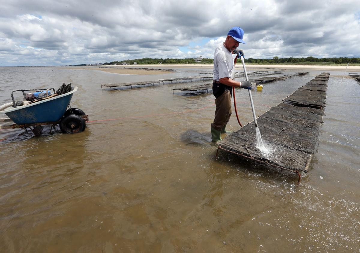 Oyster Farming the Delaware Bay