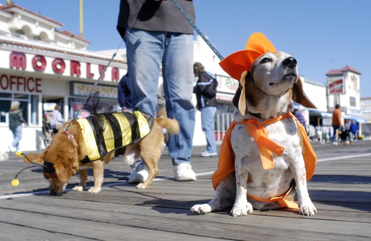 ocean city nj dogs on boardwalk
