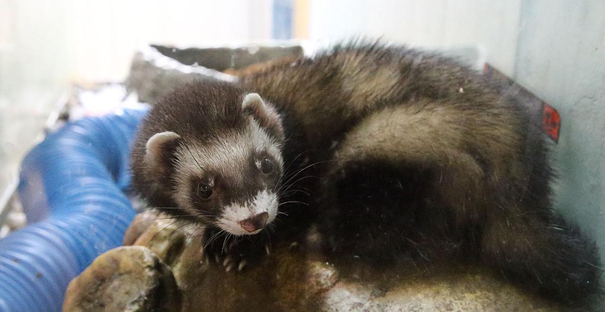 NJ Nature Animal Rescue
