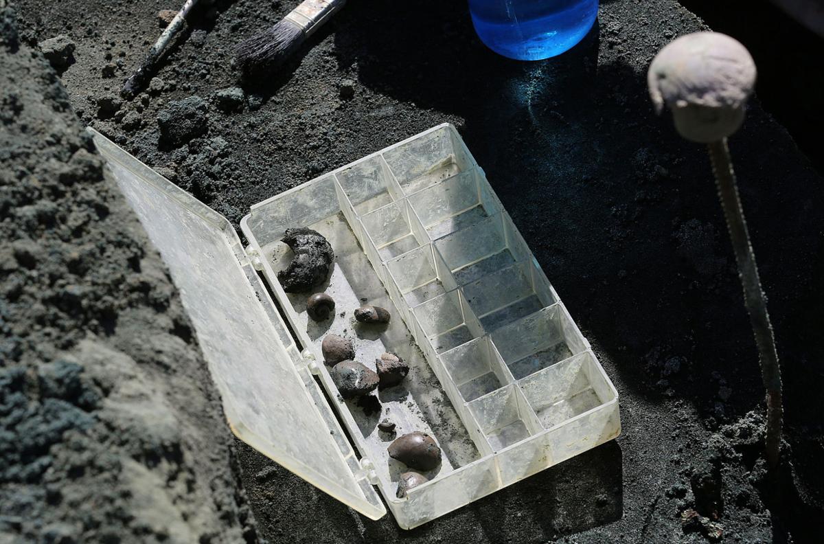 rowan dinosaur dig
