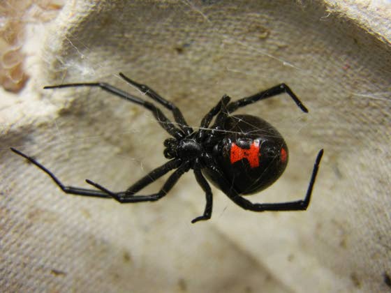 How to Get Rid of Black Widow Spiders