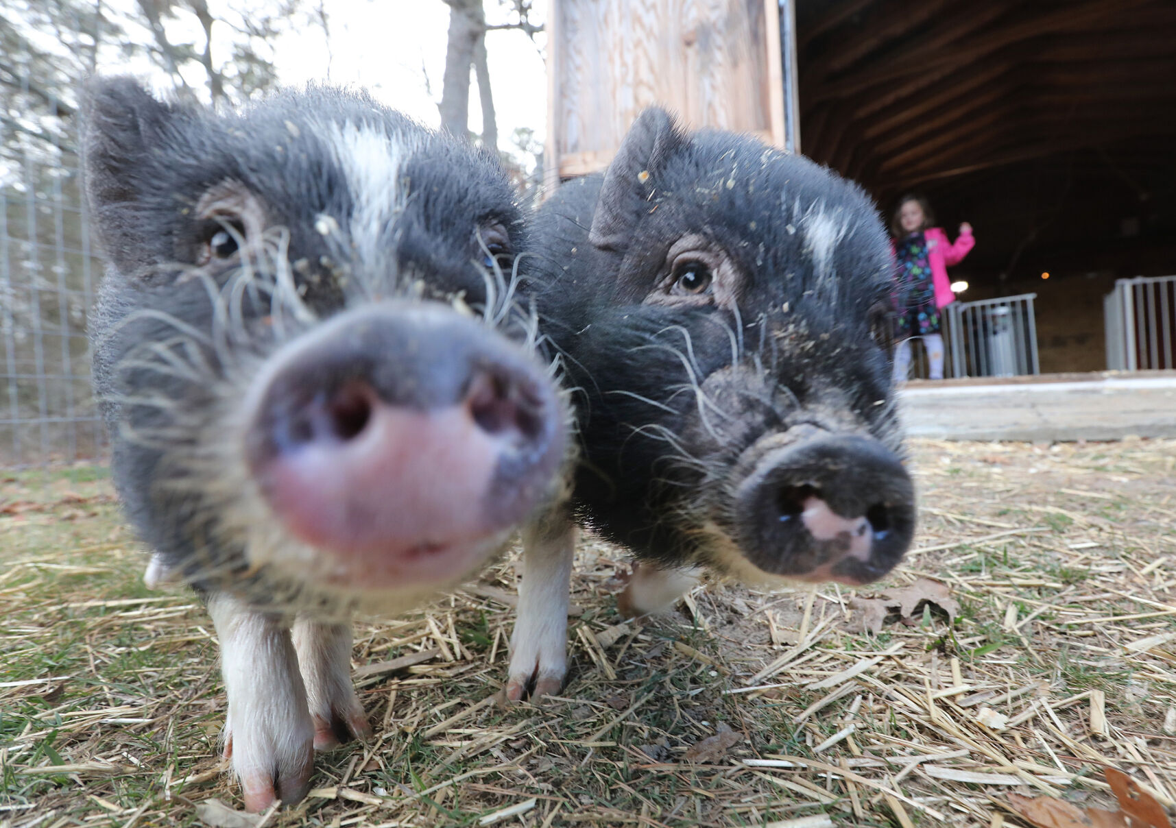 在庫品 NEIGHBORHOOD PIGS | ikebana-ohana.com