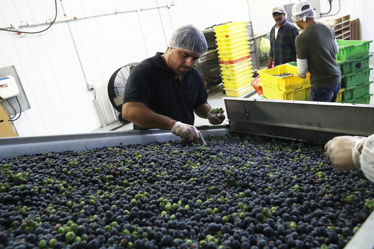 Celebrating success of blueberry farms in Hammonton Z No Digital