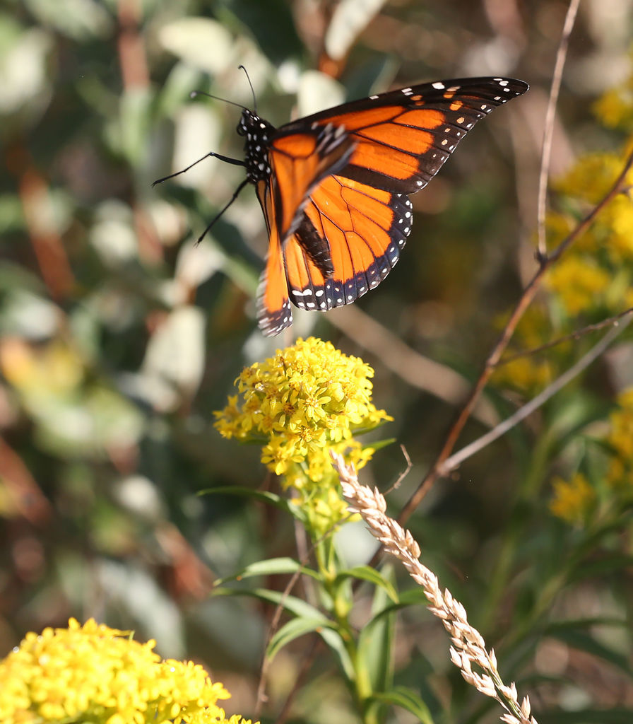 Monarch Butterfly