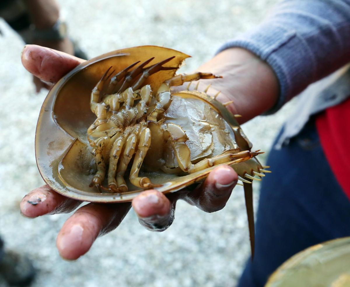 Release project in Cape helps horseshoe crab hatchlings avoid predators