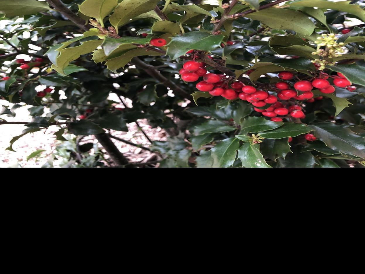 Care Fungicide And Help With Holly Leaf Spot Cultivating Thoughts Brigantine Pressofatlanticcity Com