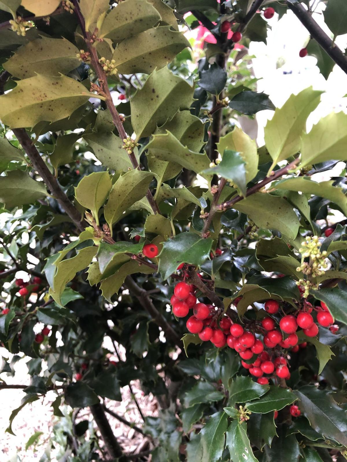 Care, fungicide and help with holly leaf spot ...