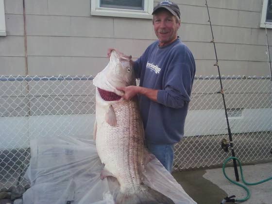 Shep On Fishing Bluefish And Striped Bass Hit The South End