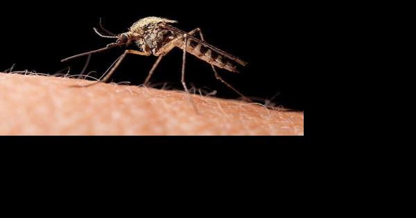 Mosquito ground spray scheduled for Thursday in Northfield - Vimarsana News