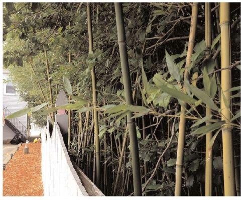 Upper OKs crackdown on bamboo
