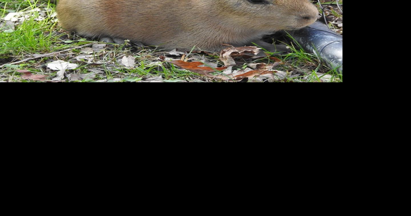 Cape May Zoo welcomes 2 capybara pups