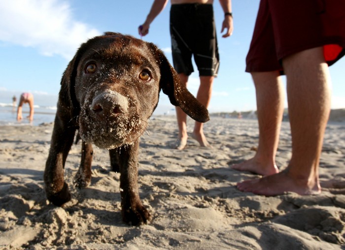 Stone Harbor tests allowing dogs on its entire beachfront; some owners