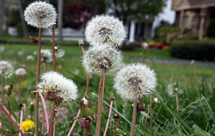 Allergies