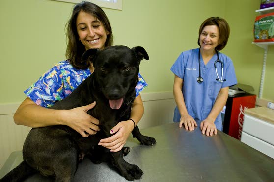 Ocean City animal shelter to get a full-time veterinarian this summer