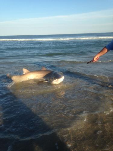 Somers Point's 'Shark Tony' catches 8-foot shark off Longport