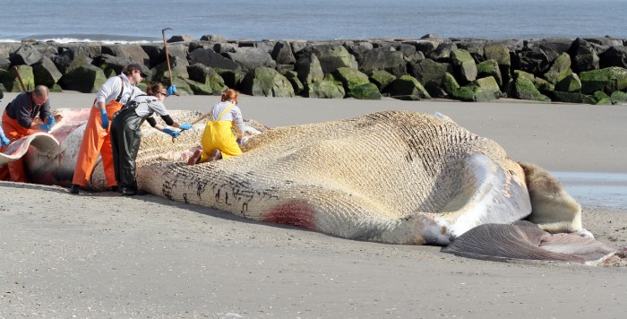 Beached Whale Day Two