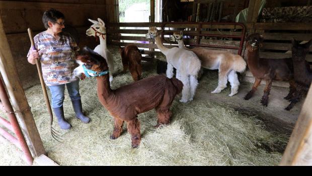 Smallest Farms Becoming Rarer In New Jersey Latest News Pressofatlanticcity Com