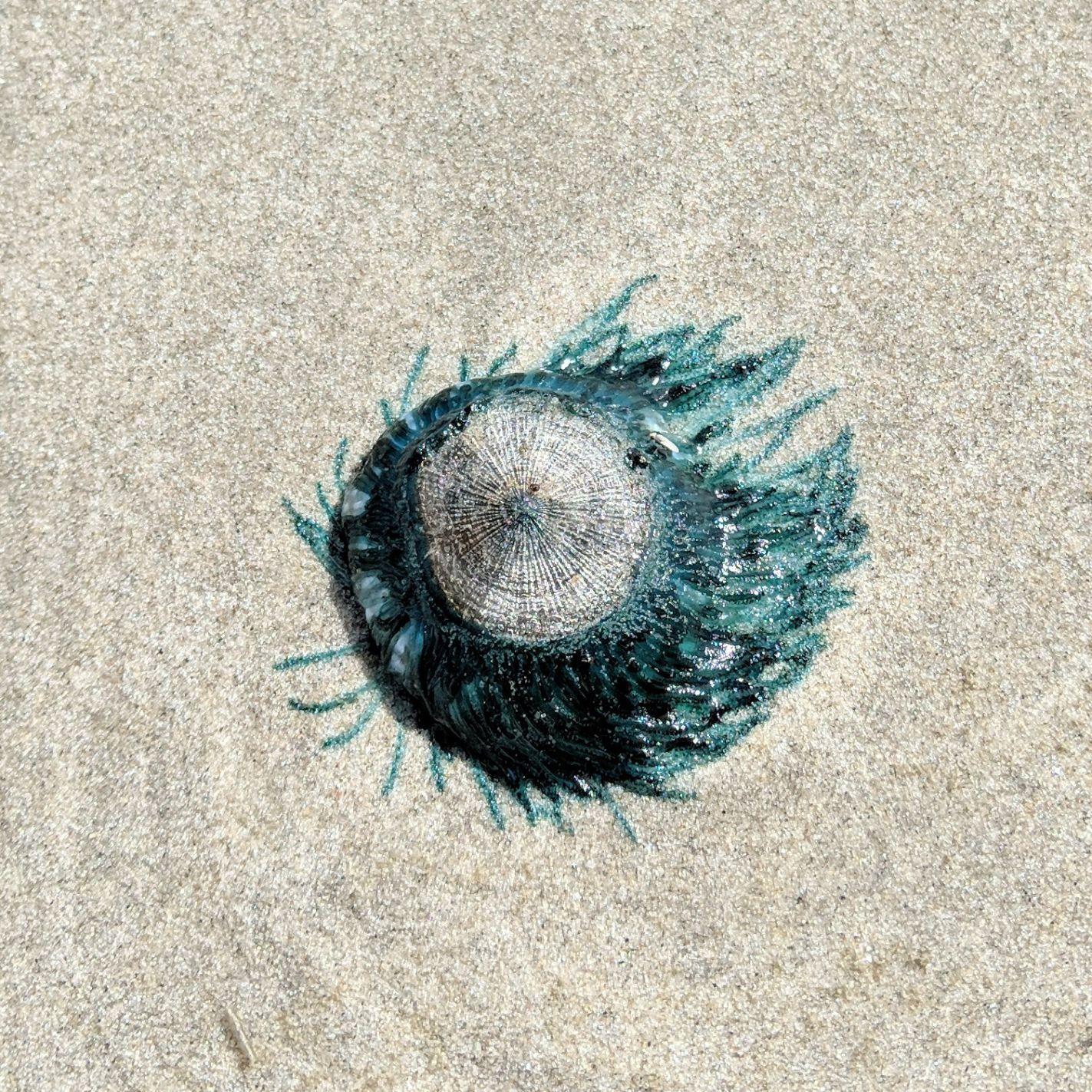 Blue Button Jellyfish Are Really Something Else Latest Headlines Pressofatlanticcity Com Blue Button Jellyfish Are Really Something Else Latest Headlines Pressofatlanticcity Com