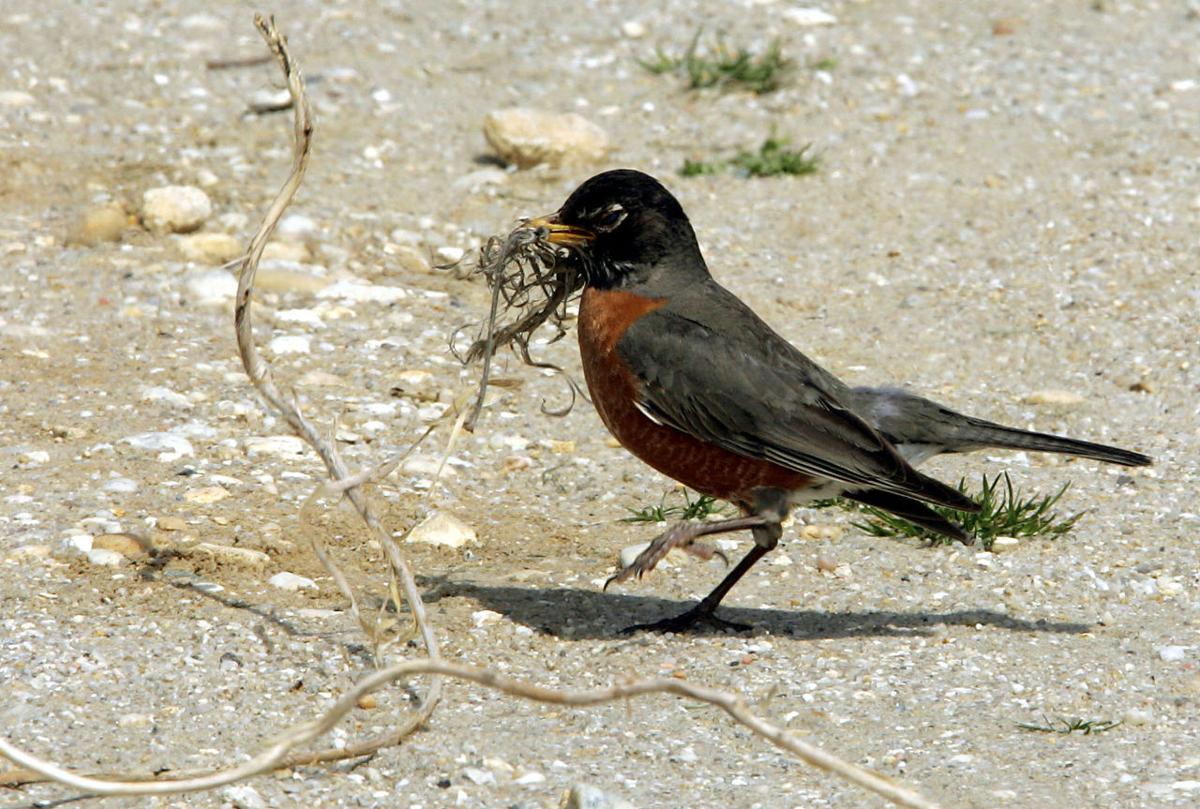 Birds of Southern New Jersey Photo Galleries