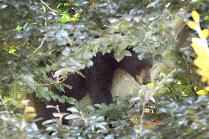 Vineland bear turns up again, this time in Burlington County