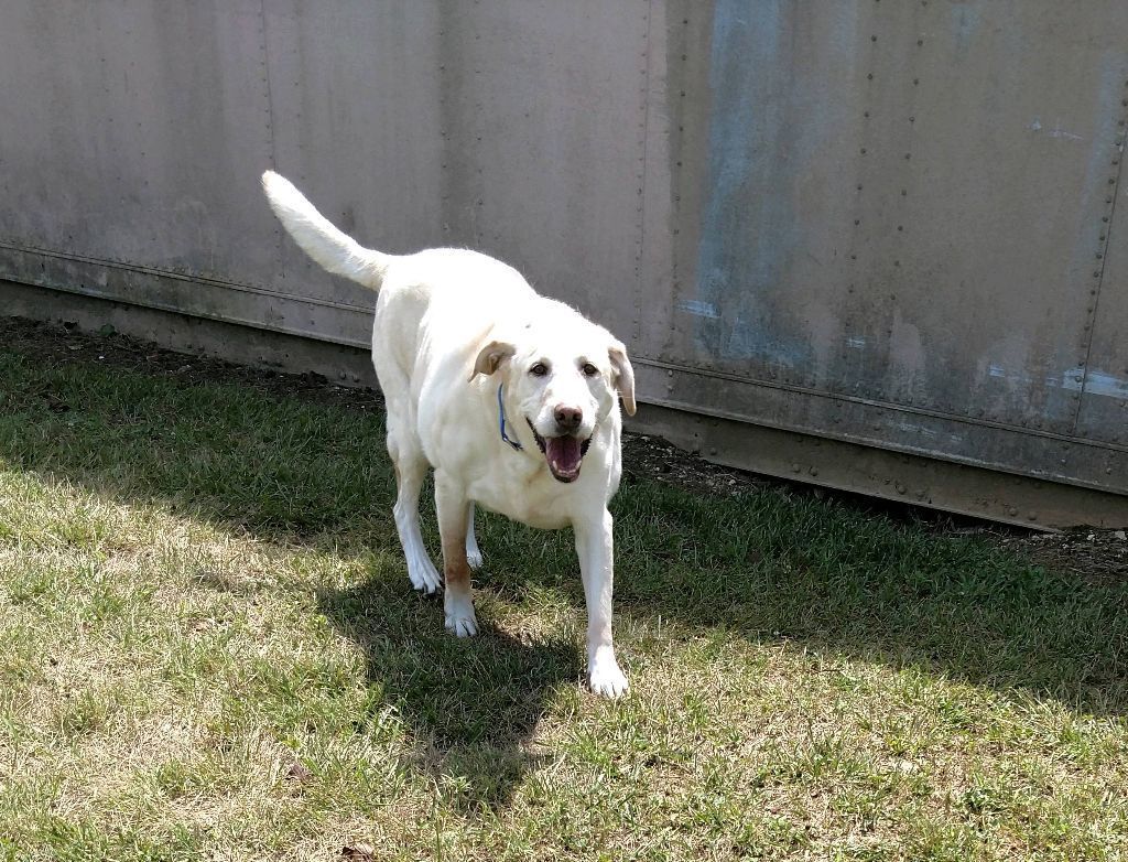 7 year clearance old labrador