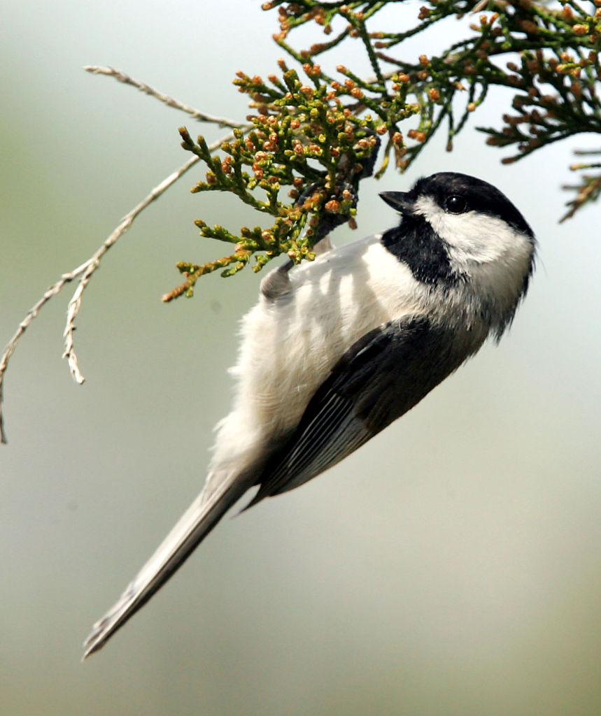 jersey birds