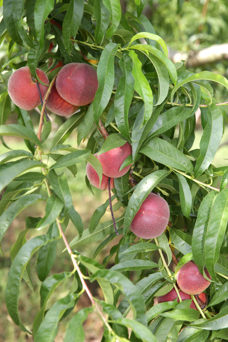 New Jersey peach crop arriving late but with top quality fruit News