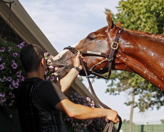 Preakness Stakes winner Shackleford ends Animal Kingdom's bid for