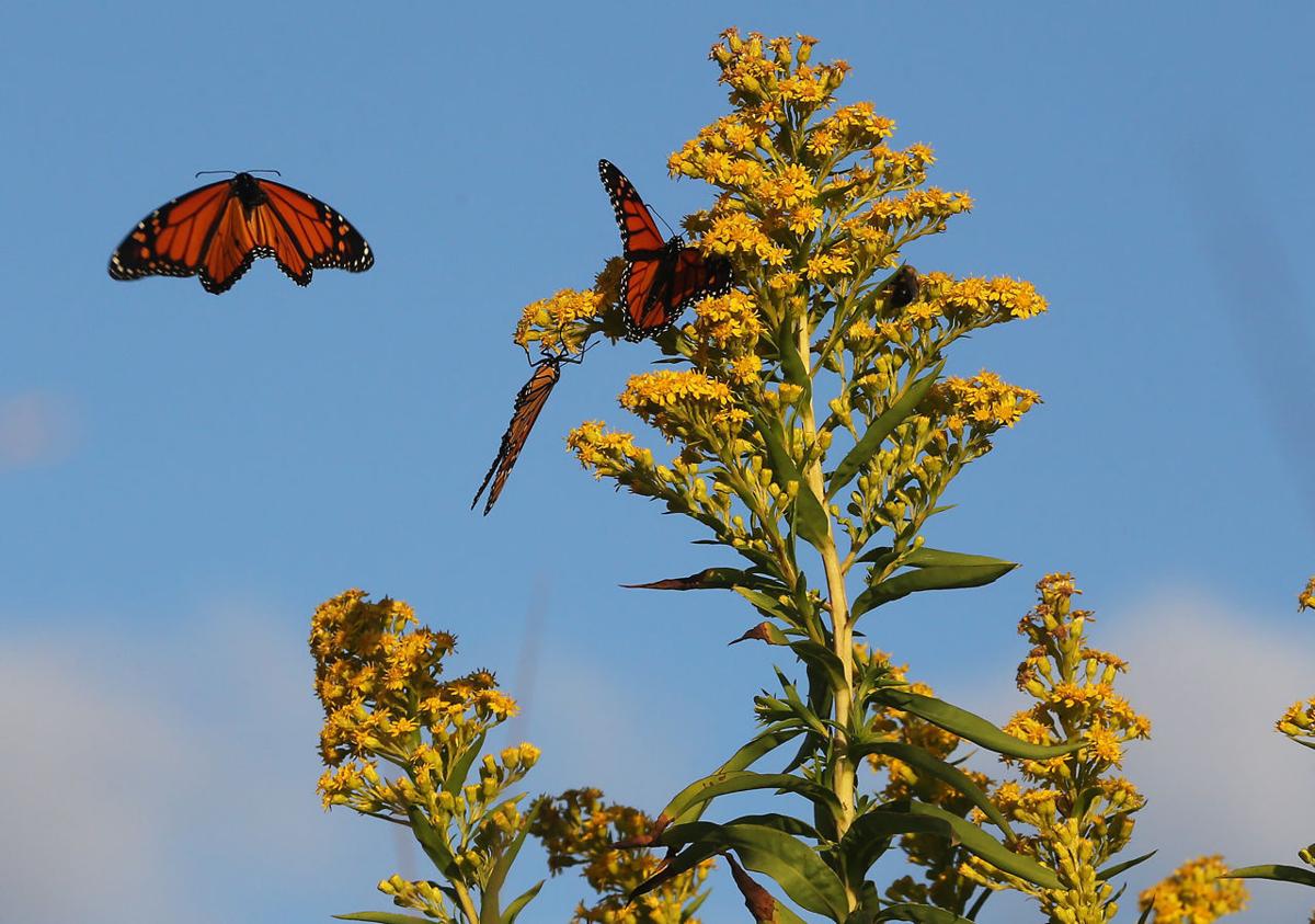 Monarch Butterfly