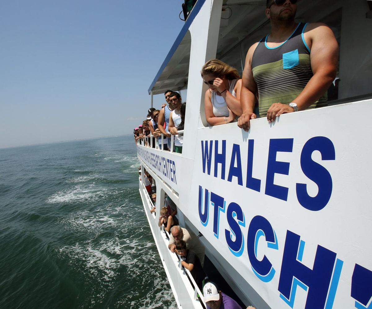 Whale Watch In Cape May Worth The Trip Even Without The Whale