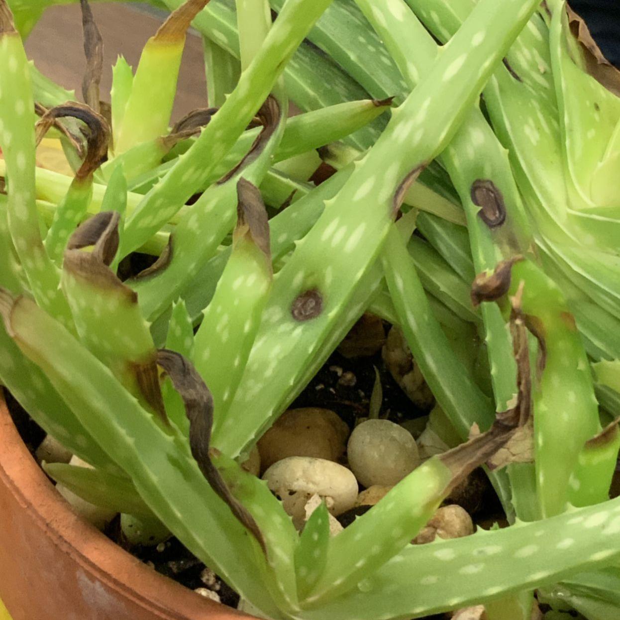 Aloe Problems Can Result From Overwatering Poor Drainage Disease