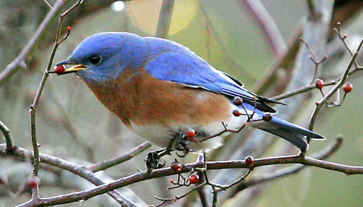 Birds of Southern New Jersey | Photo Galleries | pressofatlanticcity.com