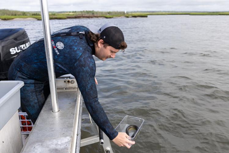 Picture Stockton…working with oyster farmers for conservation