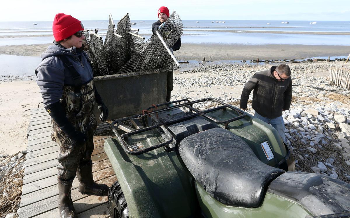 Winter Oyster Farming
