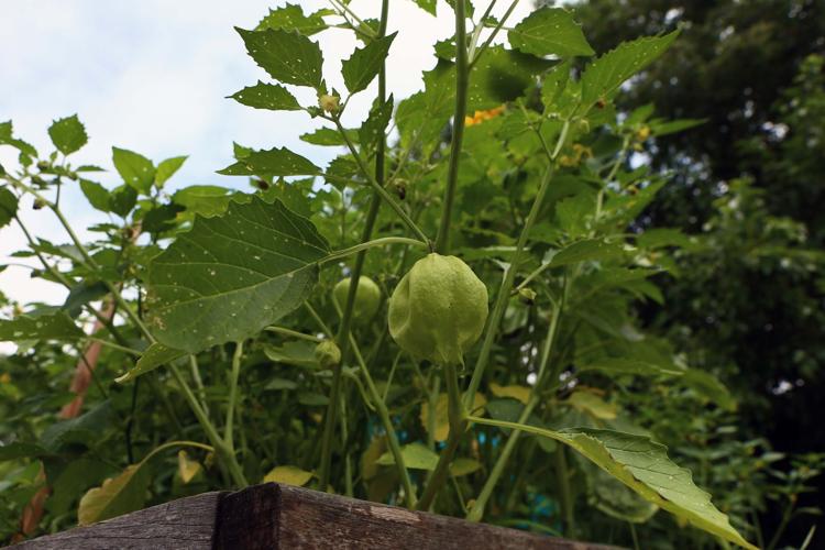 Community Garden in Pleasantville