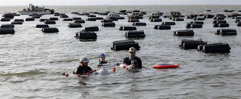 Picture Stockton…working with oyster farmers for conservation