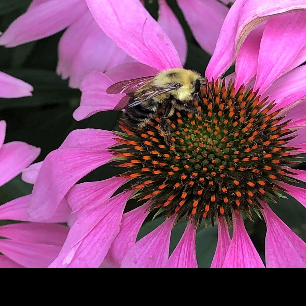 Try Thwarting Carpenter Bees Instead Of Killing Them