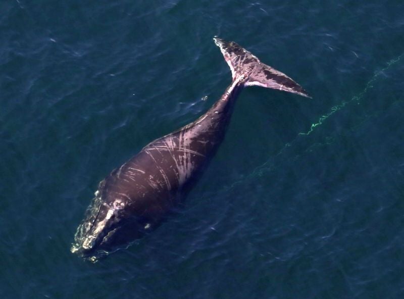 Whale tangled in fishing gear spotted near Barnegat Inlet